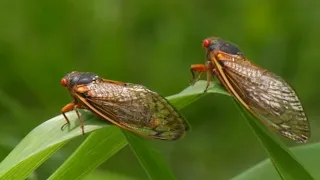 Cicadas are coming! 7 cicada species will emerge in 2024