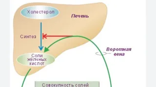 Про Желчь