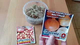 Всходы лука из своих семян и магазинных пакетиков.