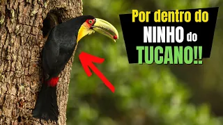 Como TUCANO faz NINHO? Como são os OVOS e FILHOTES do TUCANO DE BICO VERDE brasileiro?