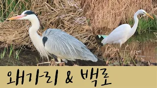 도심 하천의 최강자 백로와 왜가리 Ep.047