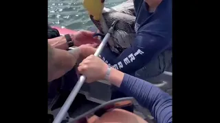 Broward firefighters rescue pelican in Dania Beach