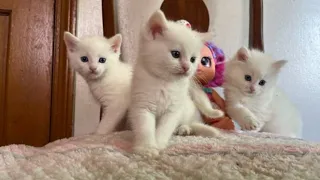 Funny kittens running around | Playful paws #foryou #catlover #cutenessoverload #catsworld