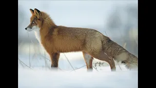 Охота на лисицу с мелкашкой. Регулирование хищника / Fox hunting with 22LR. Predator regulation