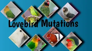 Mutations of Lovebirds | Types of Lovebirds #love4birds