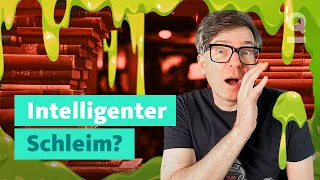 Schlau ohne Hirn – Kann dieser Schleim intelligent sein? | Quarks: Dimension Ralph