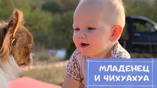 Младенец и собака лучшие друзья