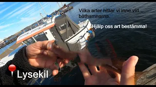 Streetfiske i lysekils båthamn - Hjälp oss art bestämma några av dom!