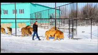 УДИВИТЕЛЬНОЕ   ВИДЕО !!! Олег Зубков ведет льва Малыша  на свидание к львицам .Тайган