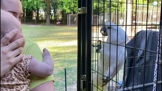 Cockatoo meets baby