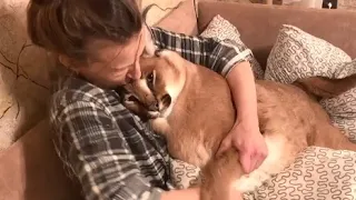 Big Floppa Loves to Be Hugged : Caracal