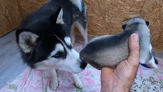 ЗЕВС знакомится со своими щенками