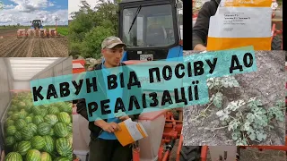 Вирощування кавуна . З насіння до реалізації .