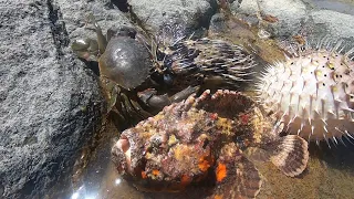 阿明到无人礁石区抓螃蟹，没想到竟碰上大毒物，看着都害怕