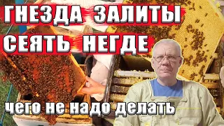 Гнезда залиты медом Сеять негде