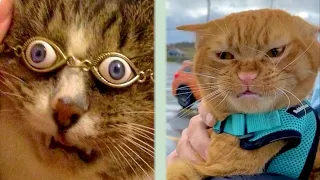 BEST CAT MEMES COMPILATION OF 2020 PART 35 (FUNNY CATS)