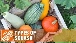 Types of Squash