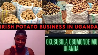 🇺🇬Irish potato business in uganda | Tandika Okusubula obumonde nkuwa amagezi tojja kwejusa