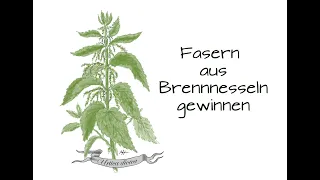 Fasern aus Brennnesseln gewinnen