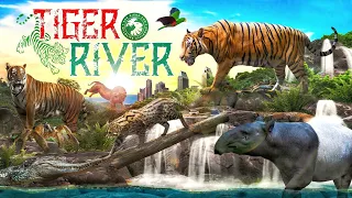 Zoo Tours: Tiger River at the San Diego Zoo