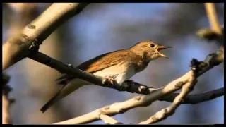 სქან მასქვამა - ნანა ბოჯგუა