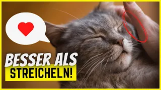 6 Dinge, die deine Katze mehr liebt, als gestreichelt werden