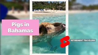 BAHAMAS SWIM WITH PIGS!! | Retirement Travelers #shorts