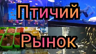 Птичий рынок Янгиабад базар Ташкент 19,12,2021, аквариумные рыбки, корма, аквариумы и цены на них