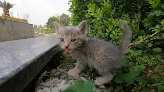 Kittens at the park are hungry and asking for help..!