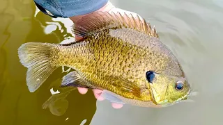 GIANT 10in Bluegill First thing in the morning!