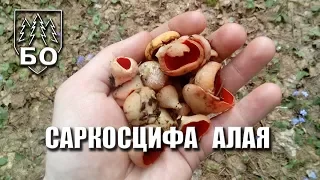 Саркосцифа алая.  Весенние грибы .