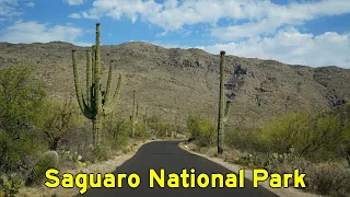 2K22 (EP 12) Cactus Forest Loop Scenic Drive in Saguaro National Park, Arizona
