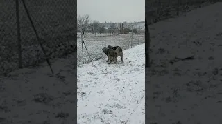 ❤️Ciobănesc Românesc Carpatin. Mascul și femelă ❤️