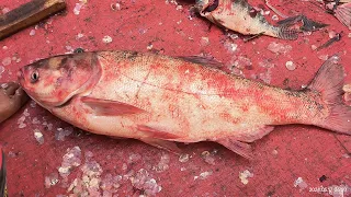 Big Head Carp Fish Cutting | Huge Silver Carp Fish Cutting In Fish Market #video