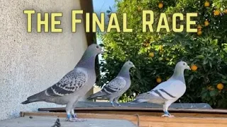 Race #7 Racing My Pigeons For 350 Miles (580km) FVC Snowbird 2020 Season FINAL RACE