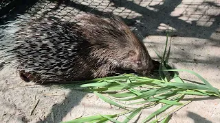 Семейство огромных "ежей") Тайган