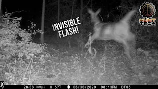 Don't Spook Your Deer With Trail Cameras