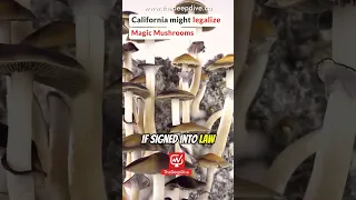 California might legalize Magic Mushrooms #shorts #short #viral #trending #youtubeshorts #fyp