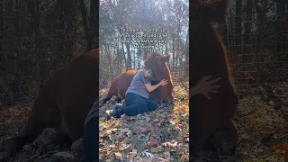 Cow comforts grieving woman 🥺