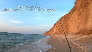 טרחון פצוע וכחלון על ג'יגים. wounded blue runner and pompano jigging