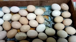 Ошибки при инкубации куриных яиц. Переворот 2 раза в сутки утром и вечером.