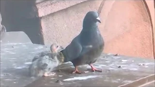 Seagull kidnaps Pigeon