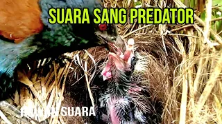 PREDATOR BIRD