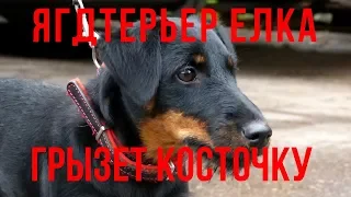 Ягдтерьер Елка грызет косточку