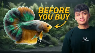 Want a Betta Fish? 10 Items You Need Before Buying One | ULTIMATE BETTA FISH GUIDE