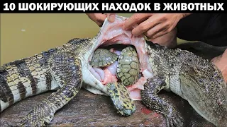 10 САМЫХ СТРАННЫХ ВЕЩЕЙ, КОТОРЫЕ КОГДА ЛИБО НАХОДИЛИ ВНУТРИ ЖИВОТНЫХ