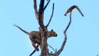 LEOPARD SENDS TRAPPED GENET FLYING