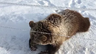 Медведь маленький - зима и нету ещё своего леса