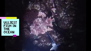 Lobster Diving at Night?! NSW Part 1