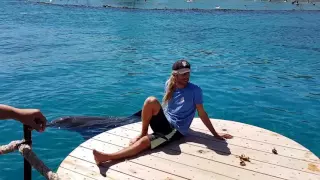 Дельфины в Эйлате